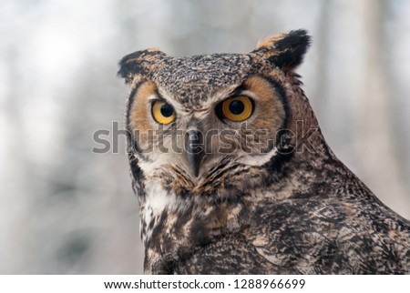 great horned owl (bubo virginianus), also known as the tiger owl or the hoot owl, is a large owl native to the Americas