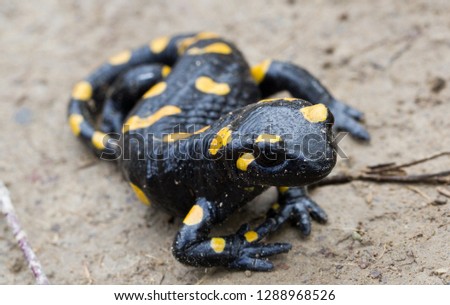 Fire Salamander on the path