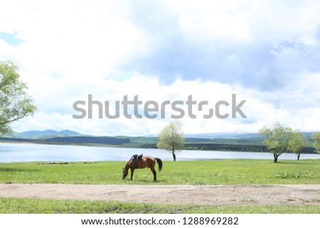 horse in green nature and pond