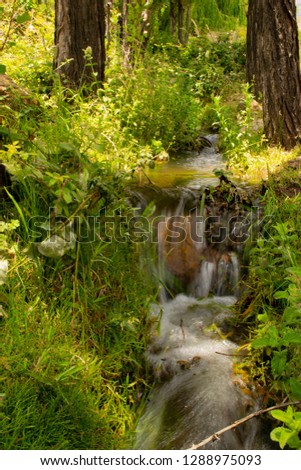 brook in the forest between the trees. long exposure water shooting. summer photo