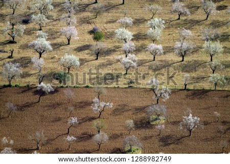 Almond  trees in flowers, Mallorca lands, Balearic Island, Spain.