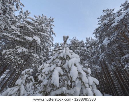 Winter landscape with snow in pine forest