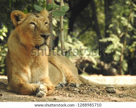 Lion king isolated,lion looking regal standing. King of jungle the great lion closeup photography with blurry background, lion close photo. Landscape photo of Lioness sitting in forest with green