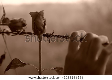 Sepia pictures of roses at barbed wire