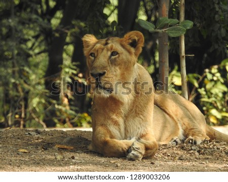 Lioness is lying on the grass resting under a tree, closeup lioness behind tree log with  detail description of eyes and face of her and a Green grass background. 