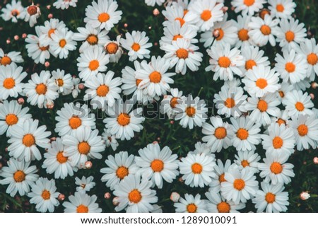 Daisy background picture, flowers pattern at sunset