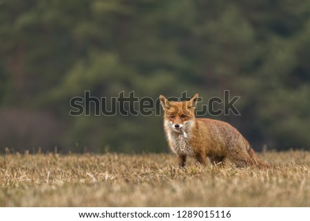 red fox with prey, attractive photo of red fox with prey