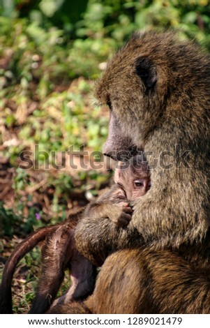 Baboon and baby in Ngorongoro Conservation Area in Tanzania, Africa