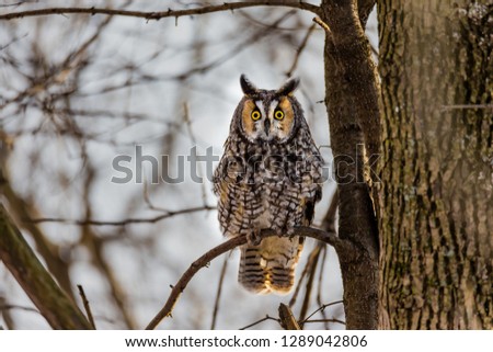 Long eared owl hiding in a boreal forest in mid winter, in north Quebec, Canada.