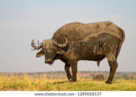 Cape buffalo (Syncerus caffer),  Chobe National Park, Botswana.