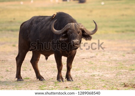 Cape buffalo (Syncerus caffer),  Chobe National Park, Botswana.