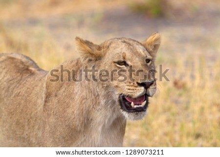 African Lion (Panthera leo). Savuti, Chobe National Park, Botswana.