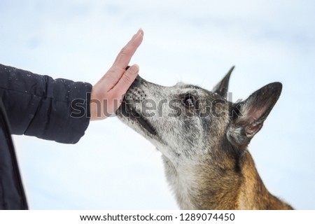 Old belgian sheepdog malinois touching owner's hand with his nose isolated