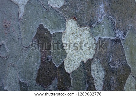 
different shades of green color of the bark of the sycamore