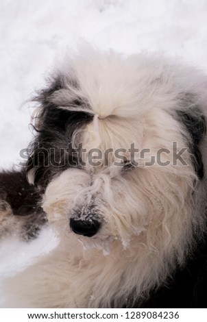 Dog Bobtail, for a walk in the woods. Snow in the woods.