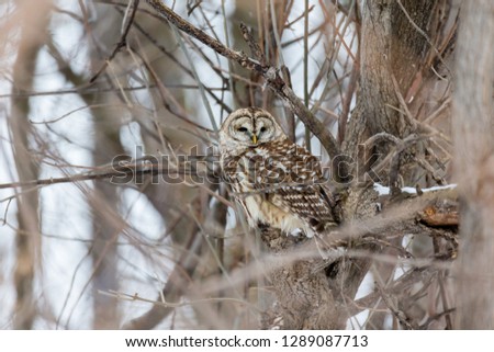 Barred owl in mid winter deep in a boreal forest Quebec, Canada.