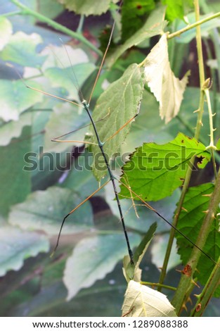 Ramulus nematodes "blue" on leaves Royalty-Free Stock Photo #1289088388