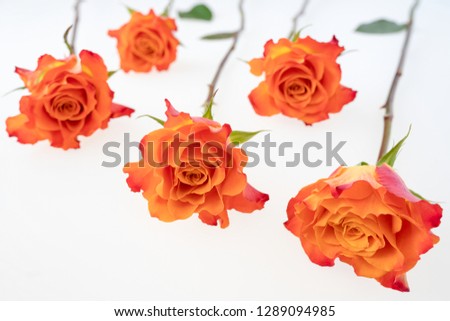 Arrangement of coral color rose flowers  on the white background