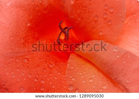 Orange color gladiolus with water drops. Macrophotography. Flower background