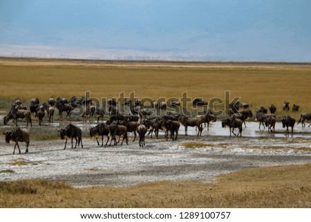 Wildebeest in Ngorongoro Conservation Area, Tanzania, Africa