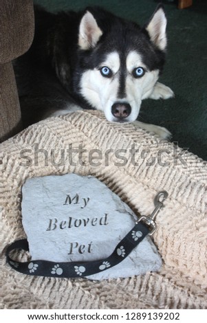 My Beloved Pet Memorial on Dog Bed
