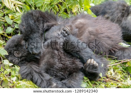 Mountain gorillas sleeping together in Volcanoes National Park, Rwanda, Africa