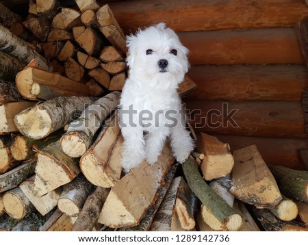 Maltese in the village, standing on the wood, home pet, little white dog, winters