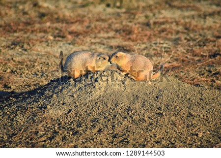 Prairie Dog (genus Cynomys ludovicianus) Black-Tailed in the wild, herbivorous burrowing rodent, in the shortgrass prairie ecosystem, alert in burrow, barking to warn other prairie dogs of danger CO