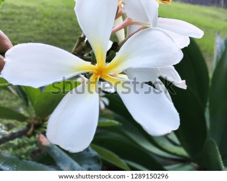 White flowers Plumeria or Frangipani with yellow heart on tree branch. Plumeria flower blooming on tree

