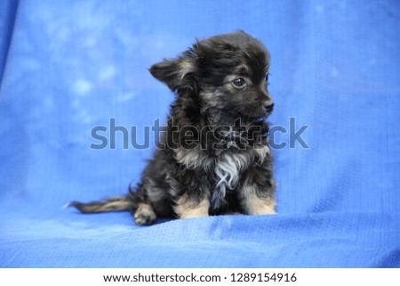 Lapdog puppy sitting on a blue cloth
