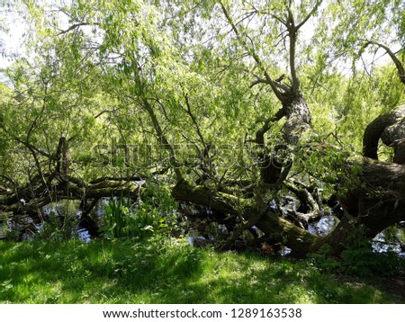 Old tree with green leaves, on the bank of a pond, is broken and fallen into the water.

