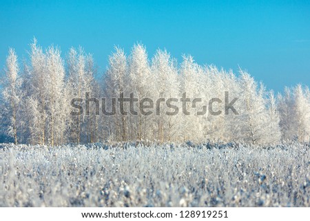 Frosted trees and grass against a blue sky