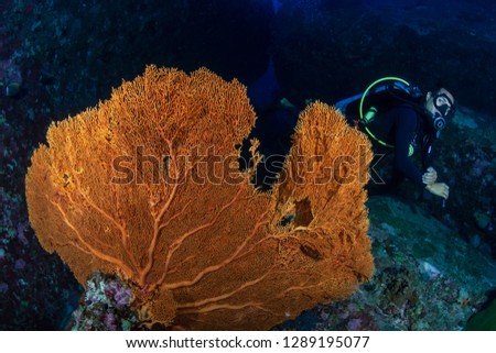 Male SCUBA diver exploring a colorful tropical coral reef in the Andaman Sea