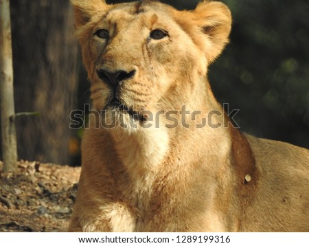 lioness sitting on grass near trees at daytime with green trees and leaves in background nature. Sitting on the ground with pride lioness in forest amazing view in port-lite mode.
