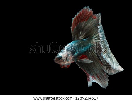 Multi color Siamese fighting fish(Rosetail),fighting fish,Betta splendens,on black background with clipping path