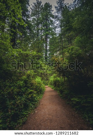 Hiking on the Lady Bird Johnson Grove Trail of Redwood National Park, Humboldt County, California, United States.
