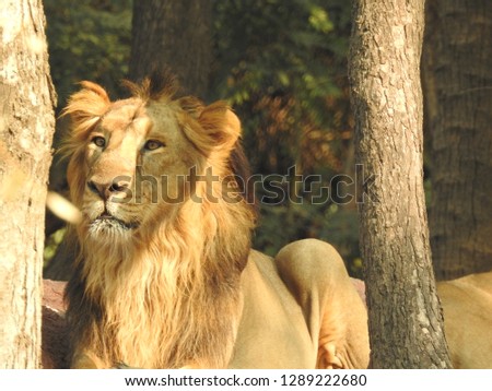 Pride lion looking towards camera sitting on ground in forest, with green trees and leaves in amazing view. A detailed view of eyes face of jungle king lion watching around in nature.