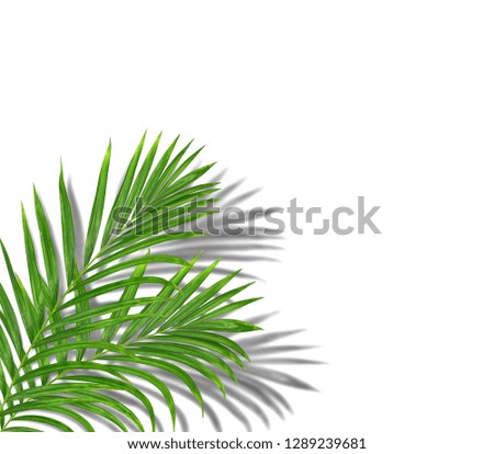 tropical green palm leaf tree with black shadow background 