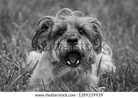 Small grey terrier dog playing with ball