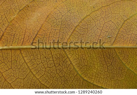 Close up yellow vein leaf background texture. Royalty high-quality free stock photo image of detail yellow dried leaves veins. Macro vein dry leaf background for design with copy space text, wallpaper