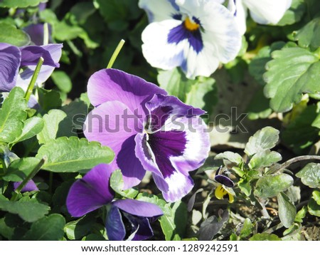 Pansy flowers blooming in the winter on the flower bed