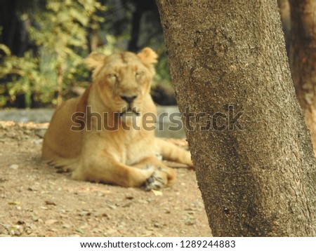 Lioness feeling sad and laying on ground, Amazing view of lioness face kept on tree log and resting in forest with green laves and trees in a closeup-look
