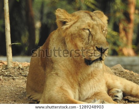 Lion king isolated,lion looking regal standing. King of jungle the great lion closeup photography with blurry background, lion close photos, Female Lion closeup in hunting mode. A detailed view 