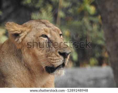 Lion king isolated,lion looking regal standing. King of jungle the great lion closeup photography with blurry background, lion close photos, Female Lion closeup in hunting mode. A detailed view 