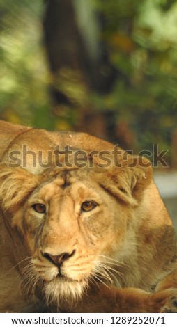 Lion and Lioness playing each other laying on the ground. Closeup look of lioness with trees and green leaves in background in nature 