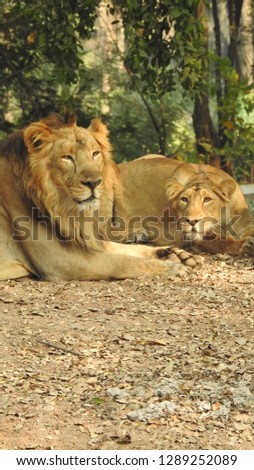 Lion and Lioness playing each other laying on the ground. Closeup look of lioness with trees and green leaves in background in nature 
