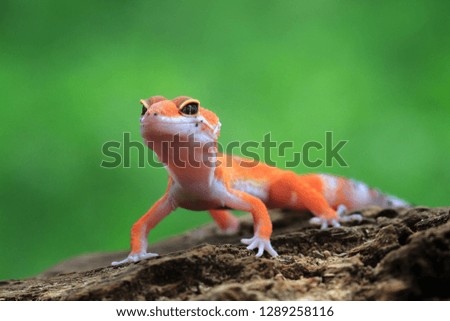 Orange gecko lizard on wood, animal closup