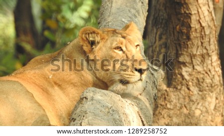 Lion and lioness sitting in forest laying on ground keeping head on tree log. Amazing view of lioness in detailed view in closeup view. 