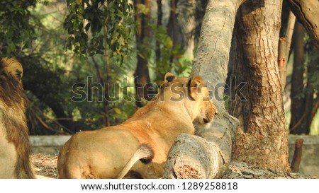 Lion and lioness sitting in forest laying on ground keeping head on tree log. Amazing view of lioness in detailed view in closeup view. 