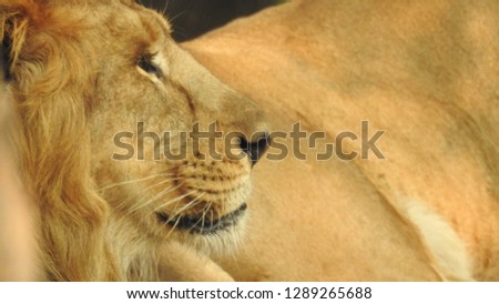 Female lioness closeup in forest behind old tree log in forest with isolated green grass.Female lioness closeup photo in forest with isolated background. Green forest and trees with amazing closeup 